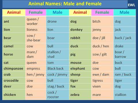 Animal Names – Male and Female – Materials For Learning English