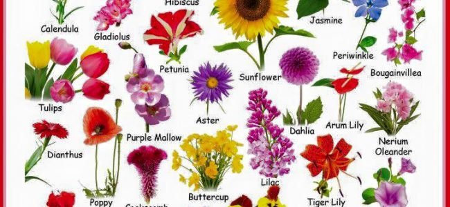 flowers | Materials For Learning English