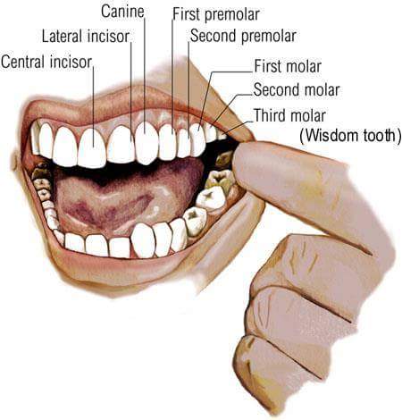 the-body-parts-english-vocabulary-3