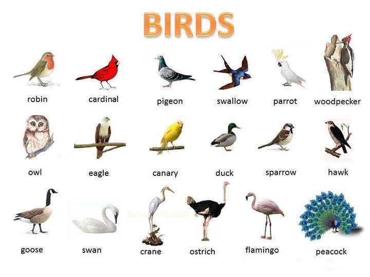 birds-visual-vocabulary