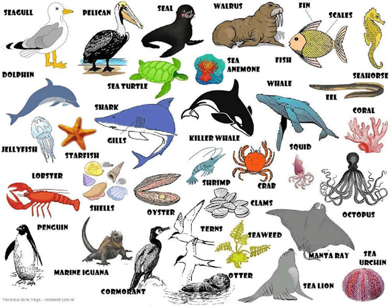 Sea Animals English Vocabulary Image